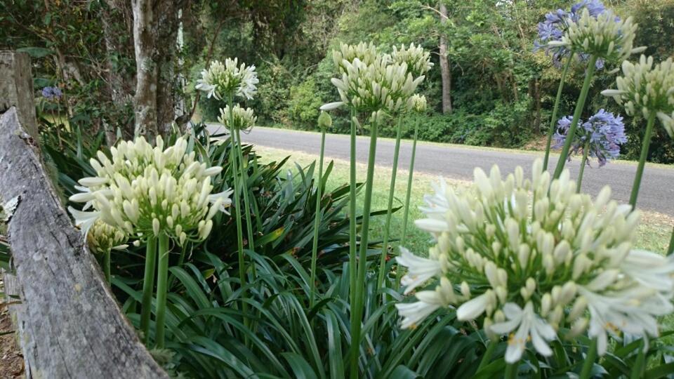 Villa The Paddocks Maleny Esterno foto
